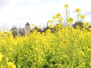 一足早く春を感じる「50万本の菜の花」が開花中【堺・緑のミュージアム　ハーベストの丘】