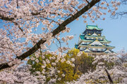 【大阪城西の丸庭園 大阪迎賓館】大阪城と桜を望む観桜ランチ・ディナーの予約受付を開始