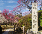 京都市内きっての遅咲きの梅「はねずの梅」が咲き誇る、隨心院『名勝・小野梅園 観梅会』。　　　　　　　3月９日（土）・10日（日）の2日間は、オープニングイベントを開催！
