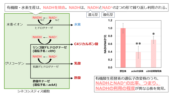 画像：ラン藻による有機酸・水素生産と、細胞内の物質であるNADHの酸化型と還元型の比率が関連することを発見