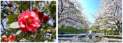 椿・桜・チューリップ・バラ・つつじの開花シーズン到来！ 久留米で春の花を満喫できるイベントを3月９日（土）より続々と開催