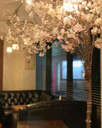 好評につき今年も開催！ソファでゆったり“屋内花見”！雨や寒さ、花粉を気にせず楽しめる。新宿駅近の隠れ家ダイニングで、ワイン片手にお花見！春を満喫しましょう