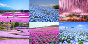 インバウンド向け体験コンテンツ「Wander Japan」、日本の春を堪能できる“Spring Flower Tour”が開催決定！