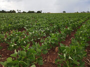 ブラジルで大豆栽培におけるスキーポン散布の実証試験を開始