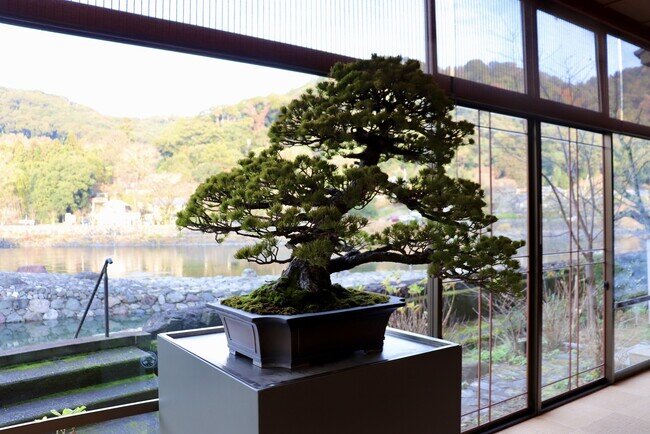 画像：【京都宇治から盆栽文化を】日本の伝統「盆栽」で京都の未来を絶景に。