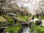 【東京・多摩】桜の開花に合わせてイベント・スタンプラリー・フォトコンなど開催！