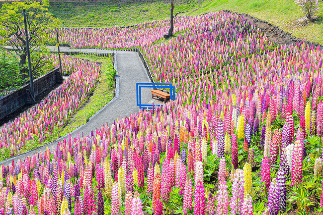 画像：春の丘を彩る色とりどりの「昇り藤」ルピナス祭り開催!!