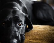 なぜ犬は｢人気のペット｣になったのか…飼い主の顔を理解して｢うれし涙｣を流す動物は犬だけという事実