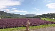 見たことない！巨大な紫のじゅうたん！道東・白糠町と札幌テレビがコラボで動画制作