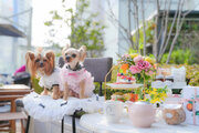 ニューヨークレストラン「サラベス」東京店　ご愛犬と一緒に楽しめる！ドッグフレンドリーなイベントをテラスエリアで開催