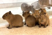 屋内型ふれあい動物園「アニタッチ ららぽーと名古屋みなとアクルス」でカピバラの5つ子の赤ちゃん誕生！