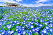 福岡に春を告げる花の祭典「海の中道フラワーピクニック2024」が３月２３日から開催温暖な志賀島では蔓で完熟した「あまおう狩り」もオープン　観ても食べても幸せな春は休暇村志賀島から始まります