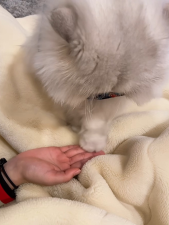 画像：「ふみふみ動画チャレンジ2024」猫ちゃんの癒し動画集結サンコーが選ぶ最強仕草”ふみふみ“の決定版