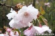 画像：桜を通じて福島・東北等を応援する「さくらプロジェクト」福島で育てた桜「はるか」を東京都三鷹市へ寄贈