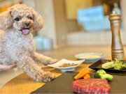 愛犬用神戸牛ステーキ 2024年3月15日から「愛犬premiumディナー」販売開始！