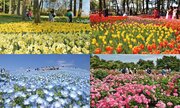 春のフラワーリレー「Flowering2024」を開催！（国営ひたち海浜公園）