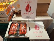 『豊洲市場ドットコム』豊洲千客万来 直営店にて、「ＪＡ全農しが」との協働で、新品種イチゴ「みおしずく」の試食会を実施しました