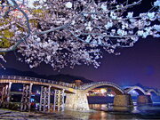 幻想的な夜を堪能しよう！多彩に輝く、名勝・錦帯橋の桜ライトアップ　３月23日※より開催