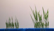 プラズマクラスター技術が寄与する植物の生育促進メカニズムを確認