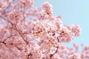 ZEN PLACE  「高輪 桜まつり2024」春空の下で心と体を整える「SAKURA morning YOGA」を桜が見頃を迎える2024年3月30日（土）・31日（日）9:0010:00に実施