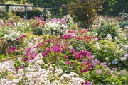 オリジナルローズや香り豊かなバラなど337品種が春の園内を彩る／練馬区立 四季の香ローズガーデン「2024ローズガーデンフェスティバル」開催