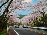 今年のお花見は箱根で決まり。3月31日（日）に1日限りの無料カフェをオープンします