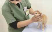 株式会社Insityが動物病院様の認知度向上・ブランディングに特化した【動物病院専門】HP制作サービスをスタート！