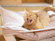 猫ちゃんのまどろみがたまらない 猫用ハンモック「猫雲（にゃくも）」、猫を愛する皆様からのご支援が100万円に到達