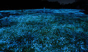 「チームラボ ボタニカルガーデン 大阪」で、一面のネモフィラが夜の植物園で光り輝く作品を公開。展示期間は、4月6日(土)から5月19日(日)まで。見頃は4月中旬の予定。