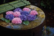 【ホテル椿山荘東京】 梅雨の風物詩“紫陽花”と“雲海”の饗宴を庭園で楽しめる！参拝前に手や口を水で清める手水に花を浮かべた「紫陽花の花手水」の庭園演出を5月31日より開始