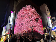 繁華街でありえへんお花見！大阪ミナミに突如出現した高さ13ｍ級の“散らない”桜。宗右衛門町『MONSTER 3D VISION OSAKA』の桜バージョンが話題！