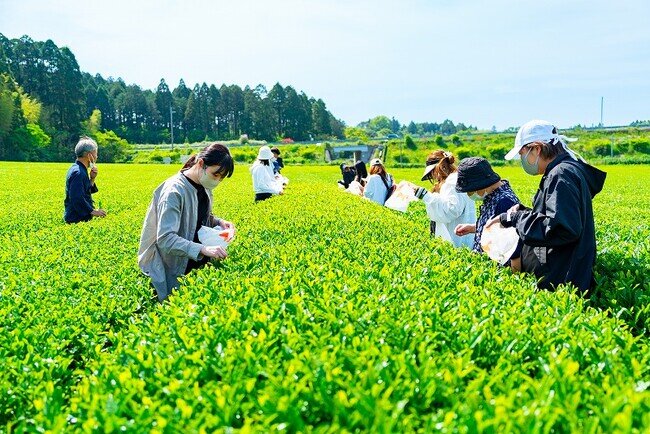 画像：茶摘み体験＆新茶を味わう【新緑園×有機米・宮本】みやざき新茶摘み体験