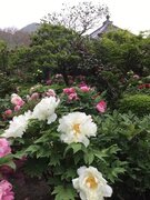 奈良葛城市「石光寺 染寺」の春牡丹が、4月15日～23日に見頃を迎えます