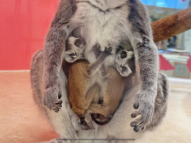 画像：屋内型ふれあい動物園「アニタッチ MARK IS 静岡」初！パルマワラビー＆ワオキツネザルの赤ちゃんが誕生！