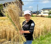 黄金色のもち麦を収穫、脱穀、おにぎり作りまで！5/18小学生対象『もち麦体験教室』開催のご案内