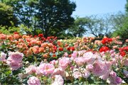 【入園無料】春バラ約160品種・360本がまもなく開花「春のローズフェスタ」2025年5月10日（土）～6月1日（日）開催（小田原フラワーガーデン）