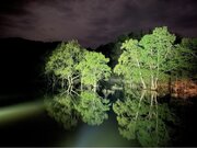 白川湖の水没林ライトアップ開催～水没林を照らす光と漆黒の闇が生み出す異空間アート～