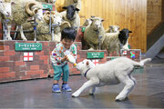 【緊急決定】赤ちゃん羊の“かわいいあのシーン”を期間限定披露！「赤ちゃん羊のミルクタイム」本日よりスタート！