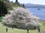湖畔の一本桜が開花！4月中旬から見頃を迎えます