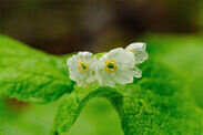 画像：六甲高山植物園 雨に濡れると透ける花「サンカヨウ」が開花しました！