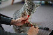 ｢世界の猫を喜ばす｣会社は､なぜ日本中の嫌われ者となったのか…いなば食品の炎上が止まらない根本原因