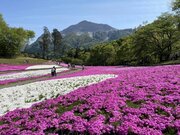 GW期間限定！　武甲温泉にて秩父・横瀬の観光名所を丸ごと楽しむ鯉のぼり風呂／芝桜炭酸風呂を開催します