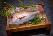 福井県敦賀市がブランド魚「敦賀真鯛」を全国発信　新幹線開業受け、MR体験コンテンツでPR