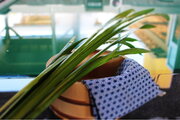 極楽湯、5月5日「こどもの日」に伝統文化の『菖蒲湯』実施！各店でお子様向けのイベントやプレゼント企画も同時に開催