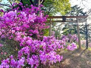 【岐阜県高山市】飛騨一之宮の御旅山ではツツジの花が満開となっています！