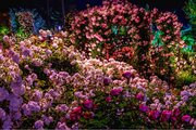 花のステージは、ふじのはな物語からローズガーデンへ　『５００種２５００株の華やかなバラが満開です！』
