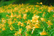 六甲高山植物園 明るい夏色の花！約1,000株の「ニッコウキスゲ」が見頃
