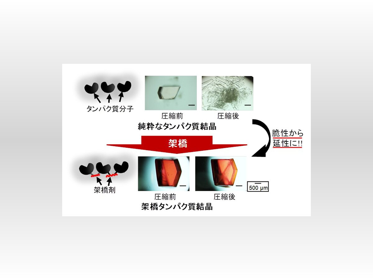 タンパク質結晶の高強度化と高延性化を実現（2024年5月31日）｜BIGLOBEニュース