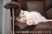 2年ぶり金沢上陸！大人気の“猫の祭典”は金沢オリジナル作品や限定グッズも盛りだくさん「ねこ休み展」8月15日(火)～開催