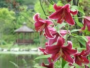 「軽井沢レイクガーデン」2023 サマーシーズン真っ只中　7月～8月はユリやスイレン等、夏の草花と、バラの2番花が見ごろ